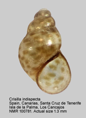 Crisilla indispecta (2).jpg - Crisilla indispecta J.D. Oliver, Rolán & Templado,2019